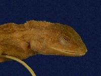 Swinhoe’s tree lizard Collection Image, Figure 2, Total 7 Figures